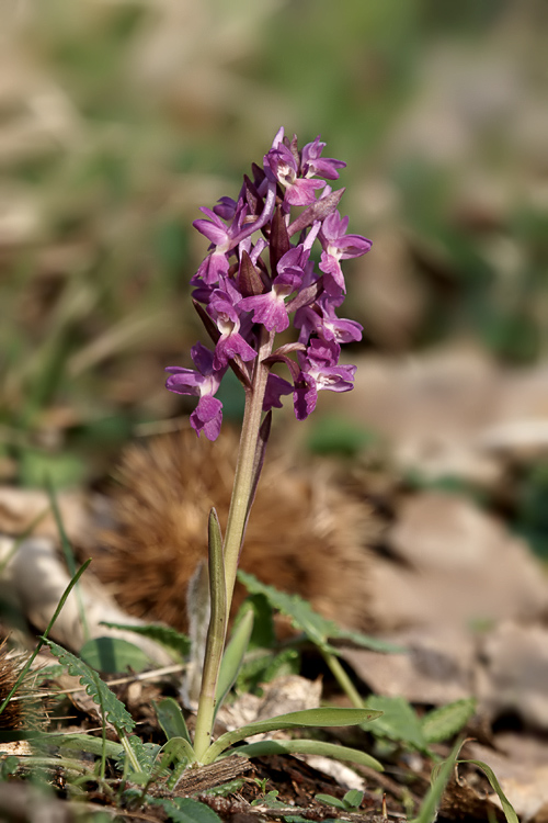 Dactylorhiza romana / Orchide romana